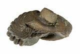 Wide, Enrolled Eldredgeops Trilobite Fossil - Ohio #188889-3